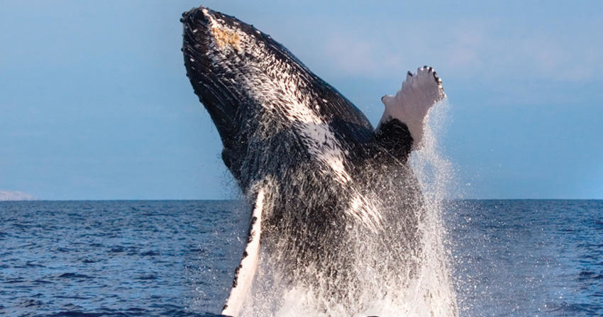 Whale Watching Big Island Hawaii