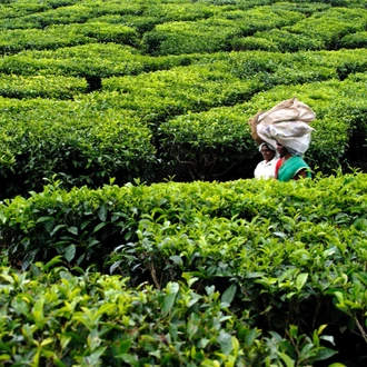 tourhub | Agora Voyages | Kerala Tea Estate, Backwater & Kovalam Beach Tour 