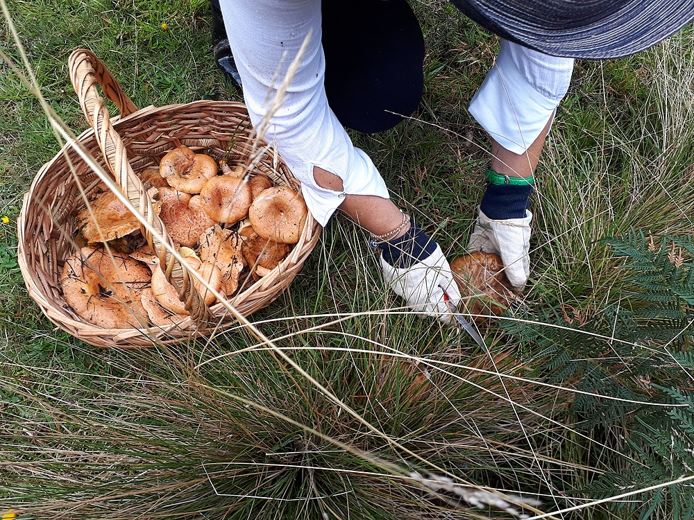 Mushroom forager with a basket