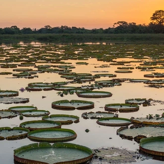 tourhub | Explore! | Brazilian Amazon by Boat 