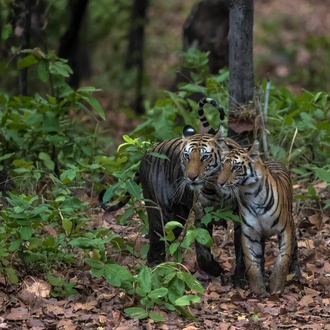 tourhub | Exodus Adventure Travels | India Tiger Safari 