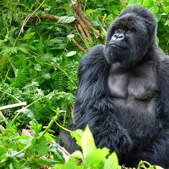 tourhub | Explore! | Uganda and Rwanda Gorilla Discovery 