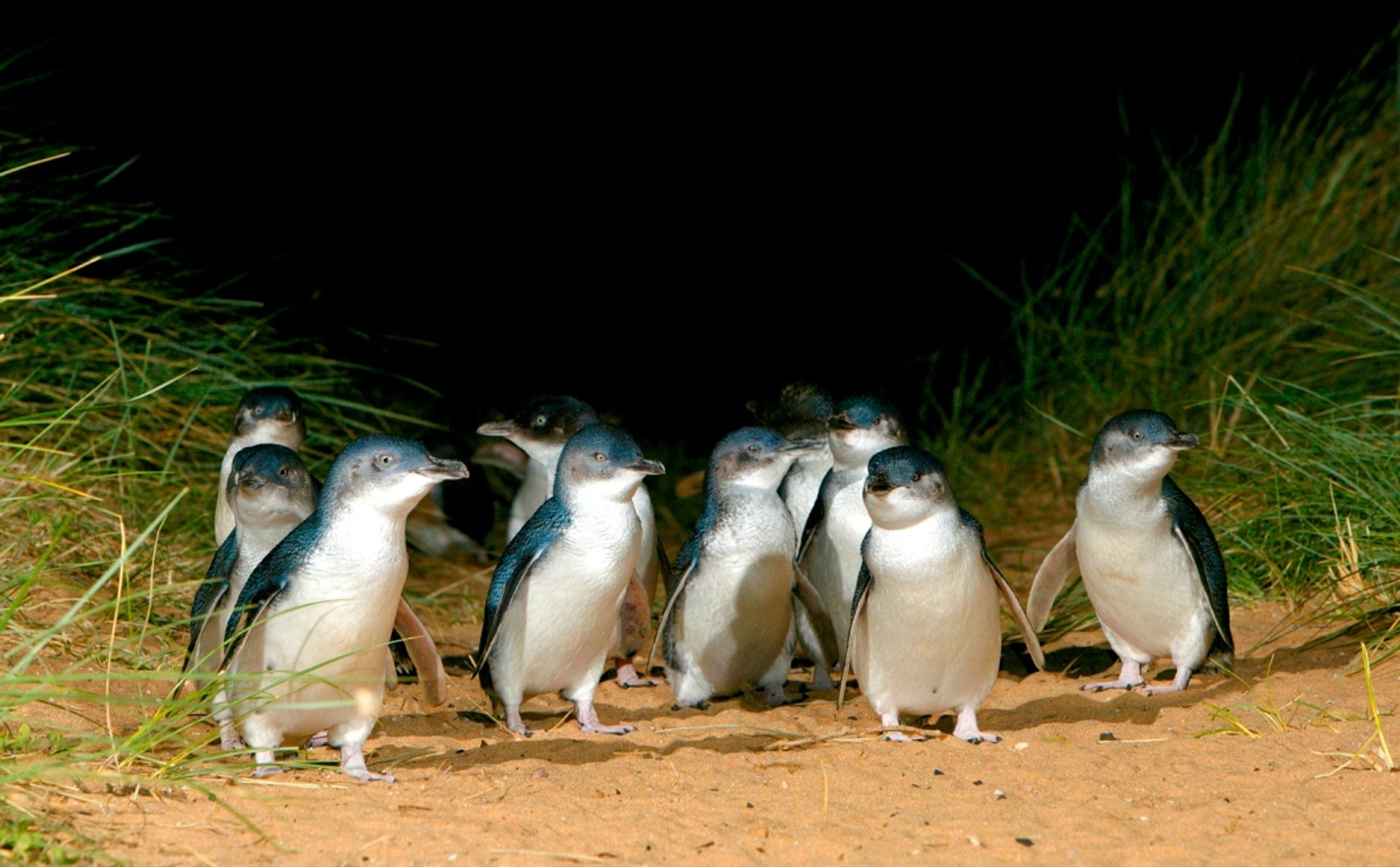 1 Day Phillip Island Penguin Parade Express Tour