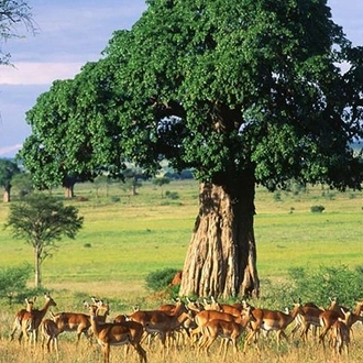 tourhub | Gracepatt Ecotours Kenya | Private 9 Day Safari: Kenya & Tanzania 