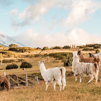 tourhub | Intrepid Travel | Ecuador Highlands  