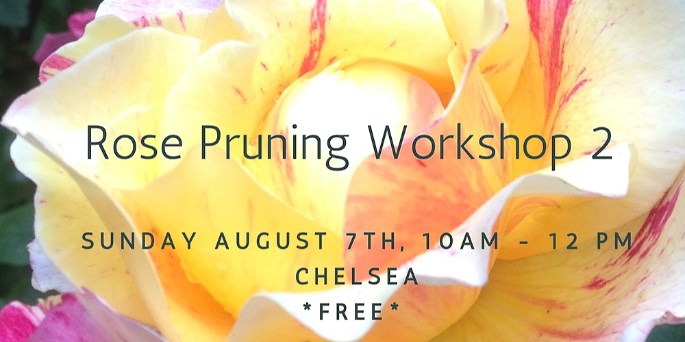 FREE! @ Chelsea: Roses, roses and more roses.. pruning time!, Hosted on ...