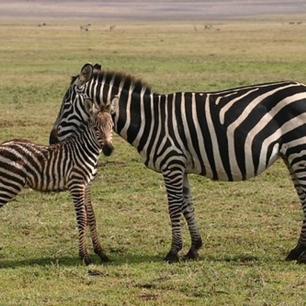 6 days safari to Arusha, Tarangire, Lake Manyara, Serengeti National Parks and Ngorongoro Crater