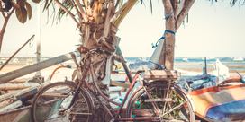 Bike leaning against palm trees on the beach