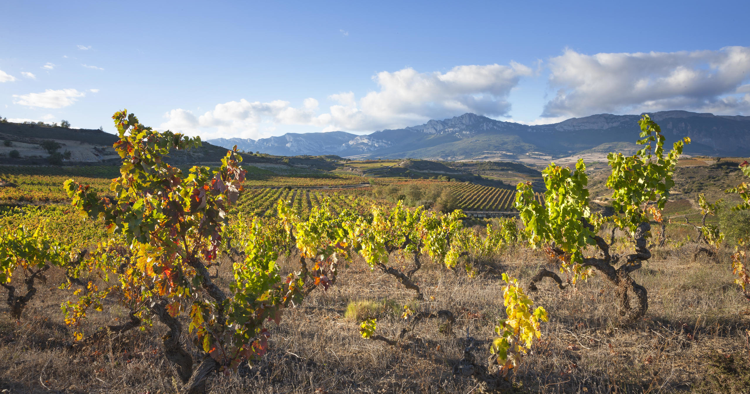 Tour de Vinos Rioja: Bodega y Almuerzo Tradicional desde San Sebastián en Semi-Privado con Recogida - Acomodações em San Sebastian