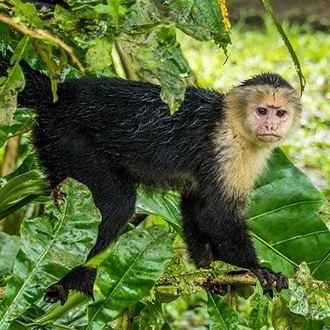 tourhub | Bamba Travel | Tortuguero National Park Adventure 2D/1N 