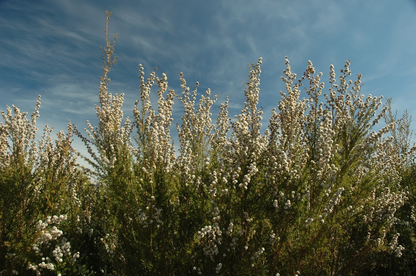 Fragonia plant