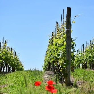 tourhub | Exodus Adventure Travels | Walking the Wine Villages of Piedmont 