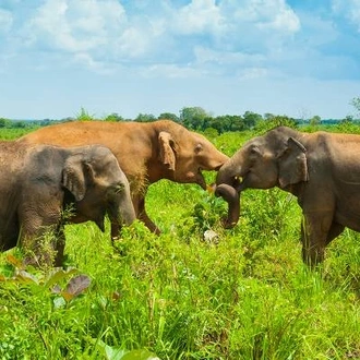 tourhub | On The Go Tours | Safari in Sri Lanka - 9 days 