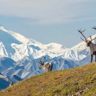 tourhub | Exodus Adventure Travels | Alaska Wildlife & Wilderness 