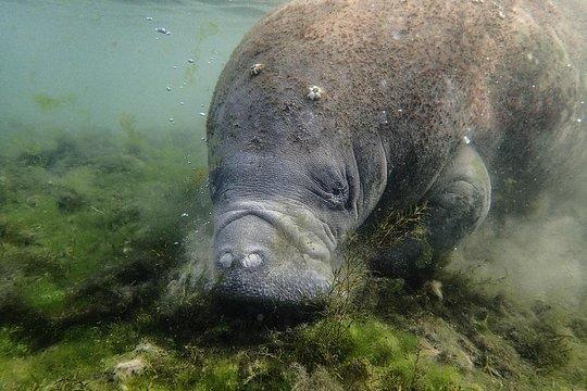 Swim With Gentle Manatees and Rainbows