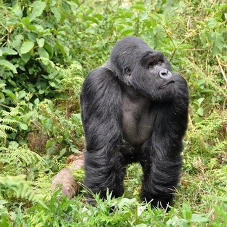 tourhub | Verdoro Safaris | 3-Day Gorilla Trekking in Bwindi Impenetrable Forest 