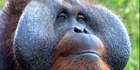 Orangutan Tickets