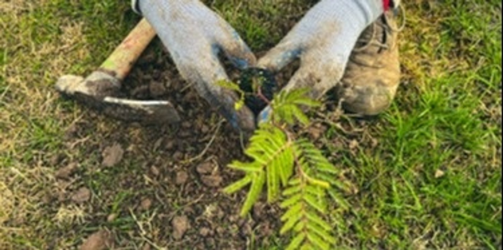 Banner image for Community Planting morning with Circular