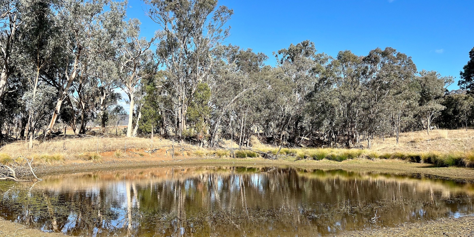 Banner image for Spotlighting Walk - Drapers Reserve