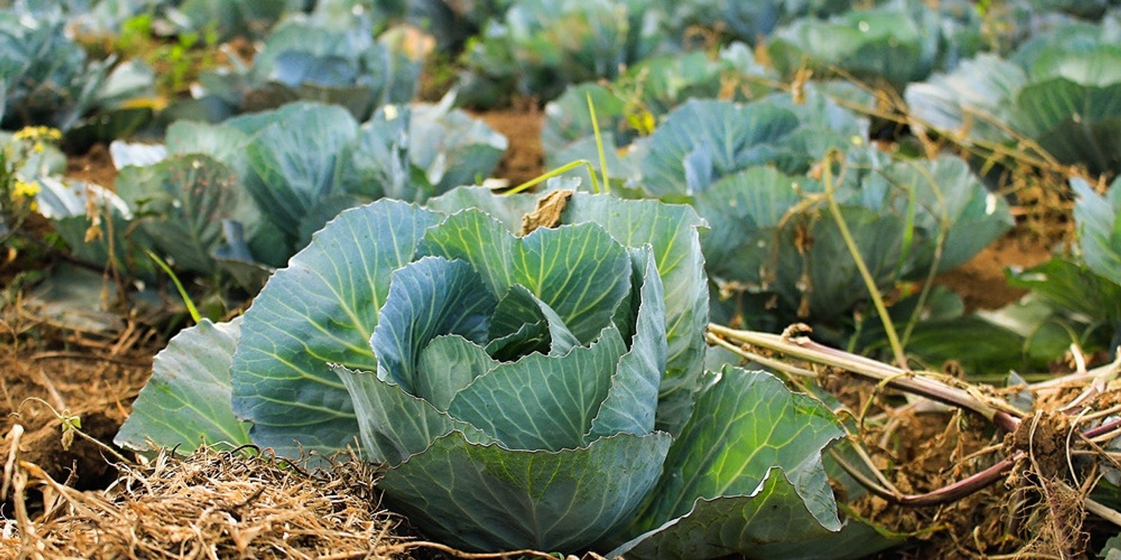 Banner image for Cool Season Vegetable Growing (Online)