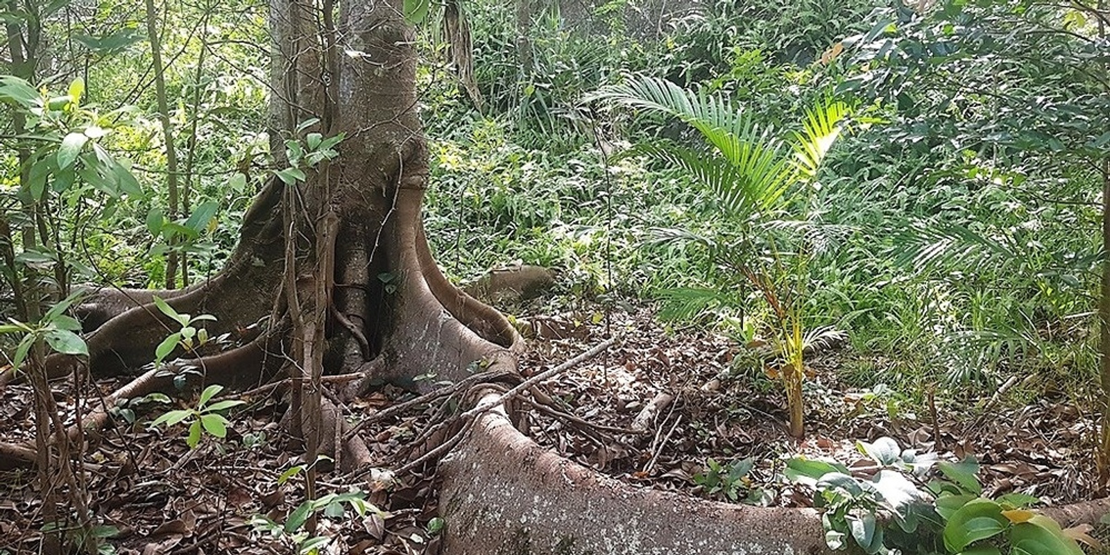 Banner image for Guided Nature Therapy Walk