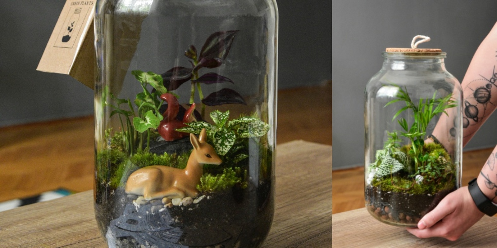 Banner image for Cute Closed Terrariums with delsi