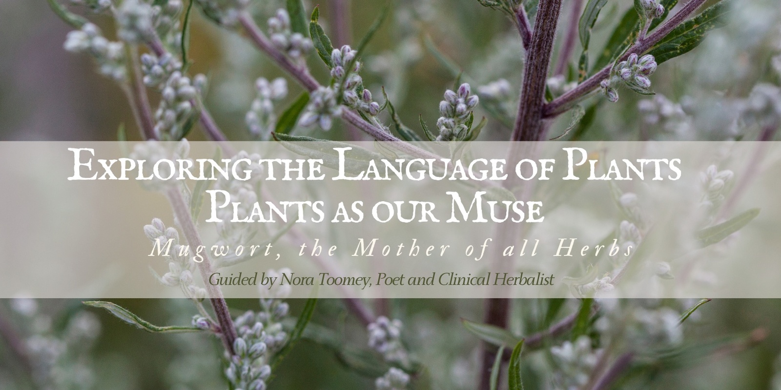 Banner image for Exploring the Language of Plants: Plants as our MuseMugwort, the Mother of all Herbs