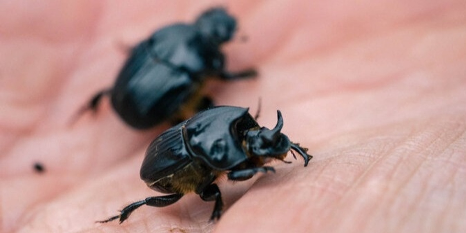 Banner image for Beetles with Benefits - Dung Beetles