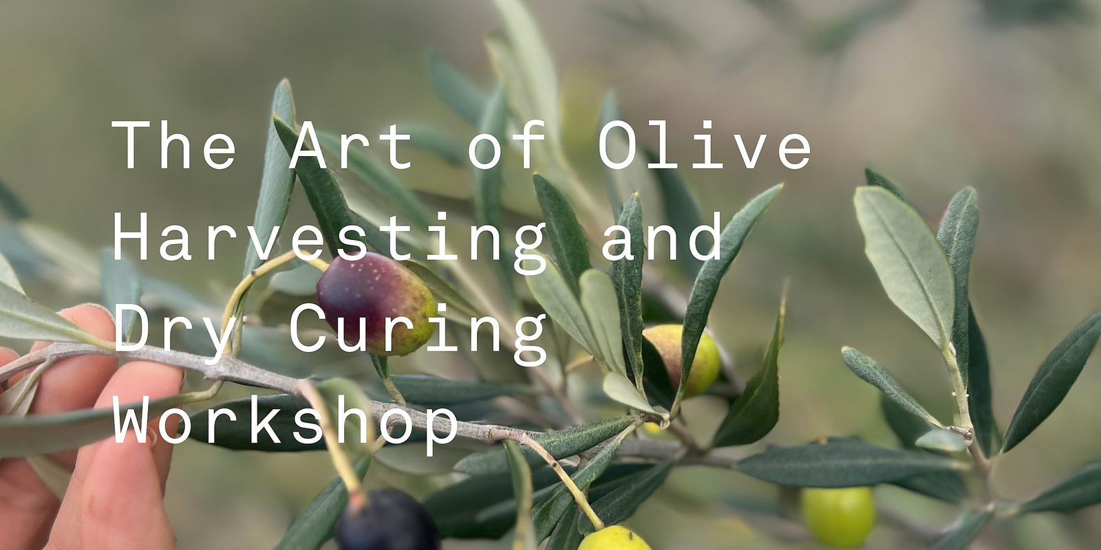 Banner image for The Art of Olive Harvesting and Dry Curing Workshop