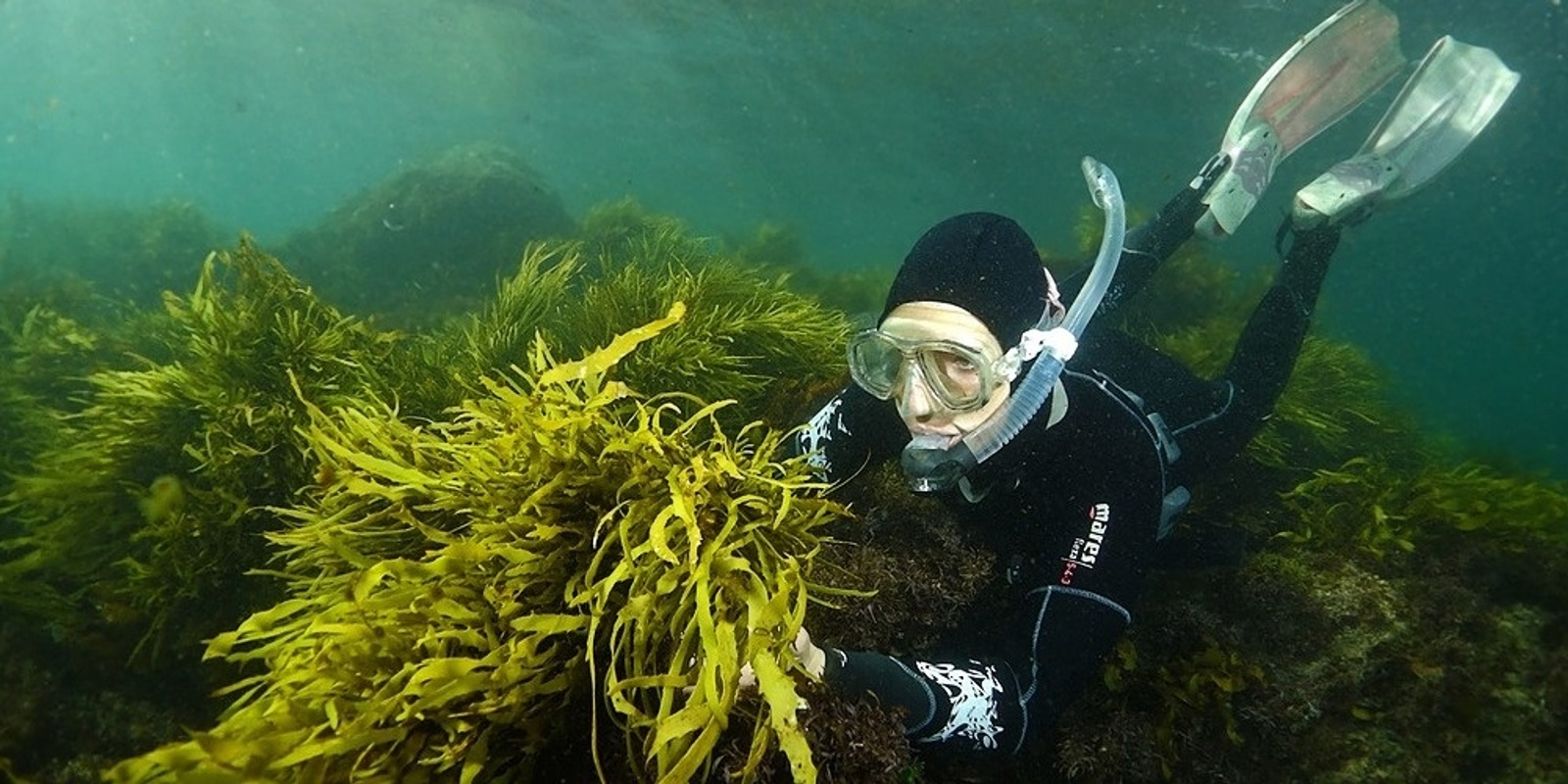 Banner image for Operation Crayweed and Operation Posidonia: Engaging the public in the restoration of our underwater forests 