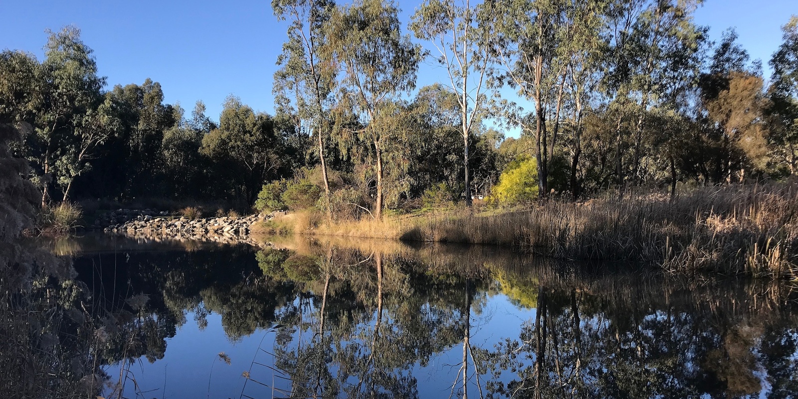 Banner image for Mums & Bubs Nature Bathing Walk