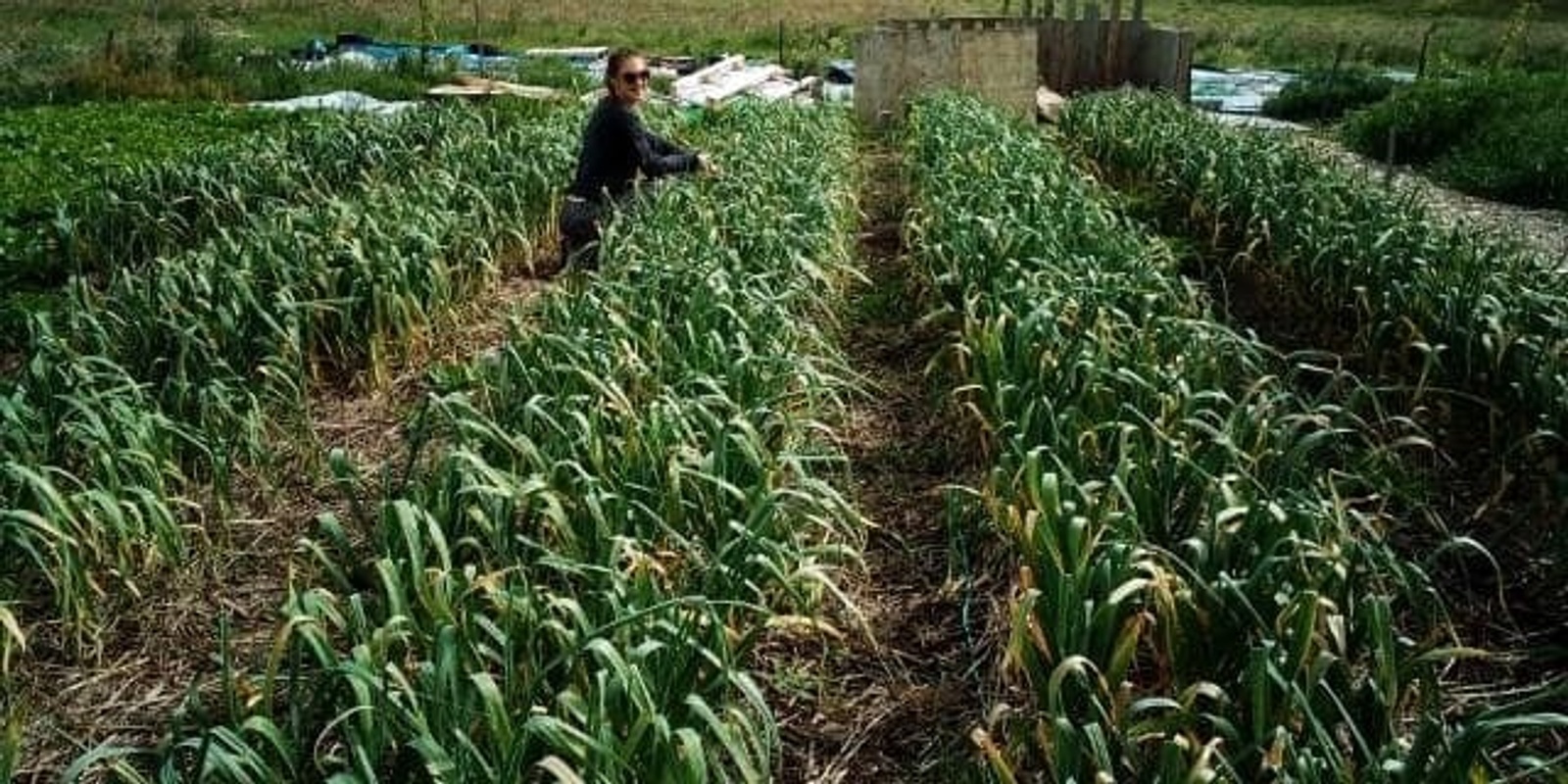 Planting & Cultivating Garlic