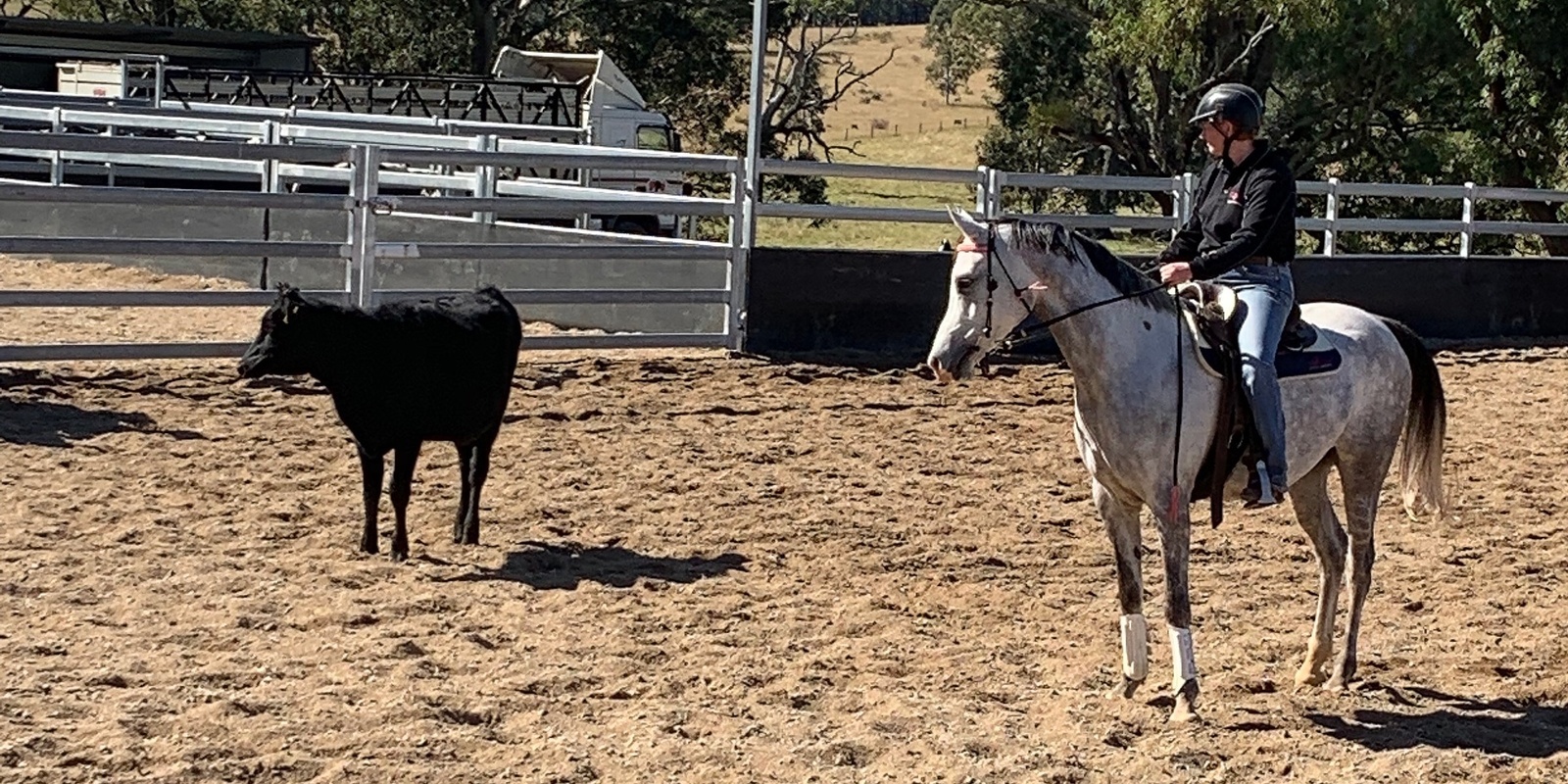 Banner image for July Cattle Clinic