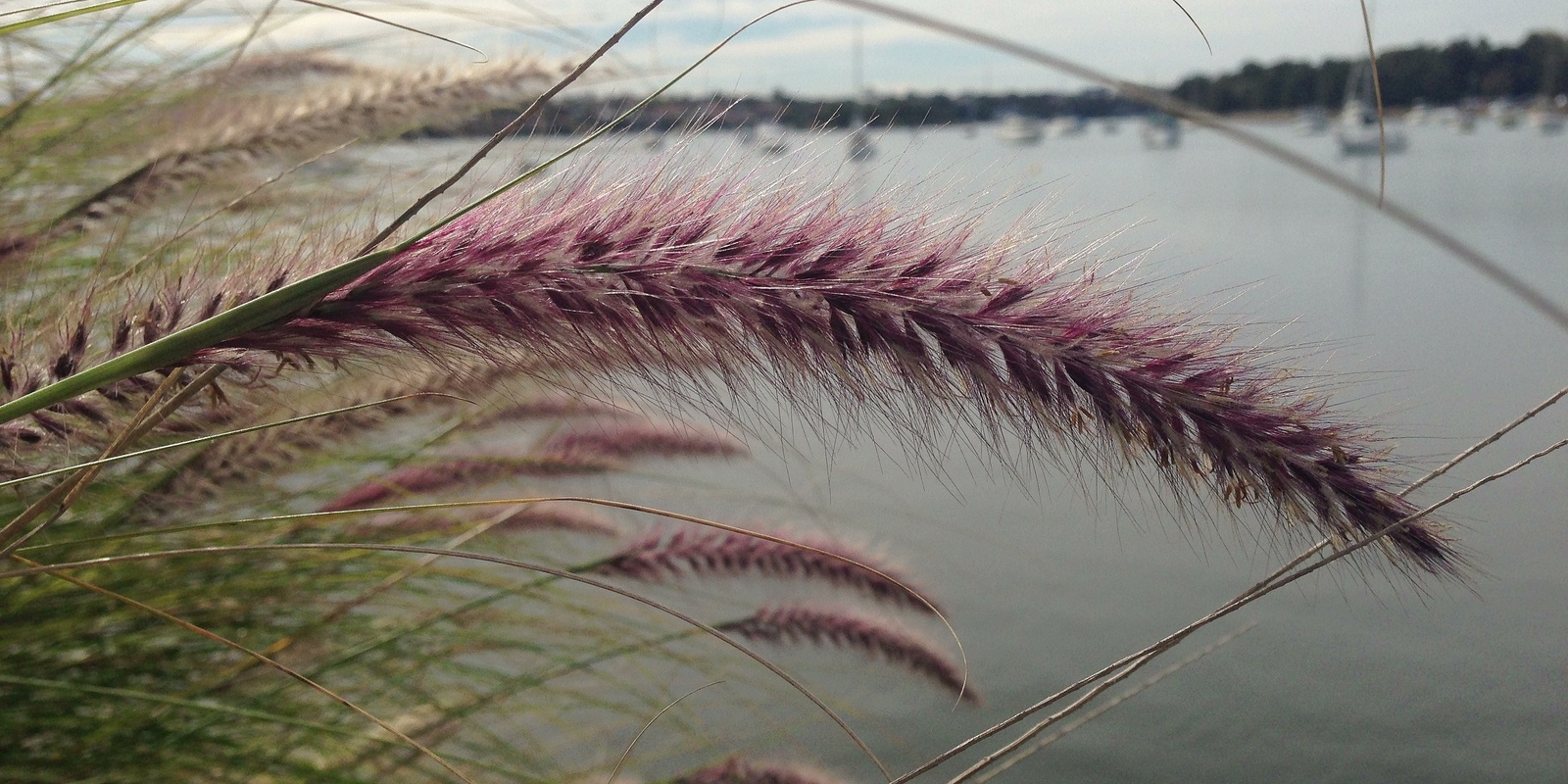 Banner image for Grass Identification Workshop 