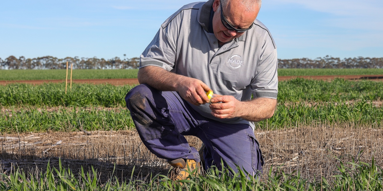 Banner image for  MADE Bio-Fertilisers for Drought Resilience Winter Wheat Trials: Demo Days