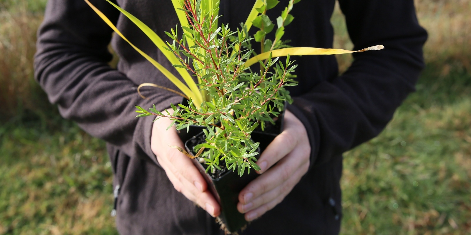 Banner image for Kiewa River Community Park Planting Day