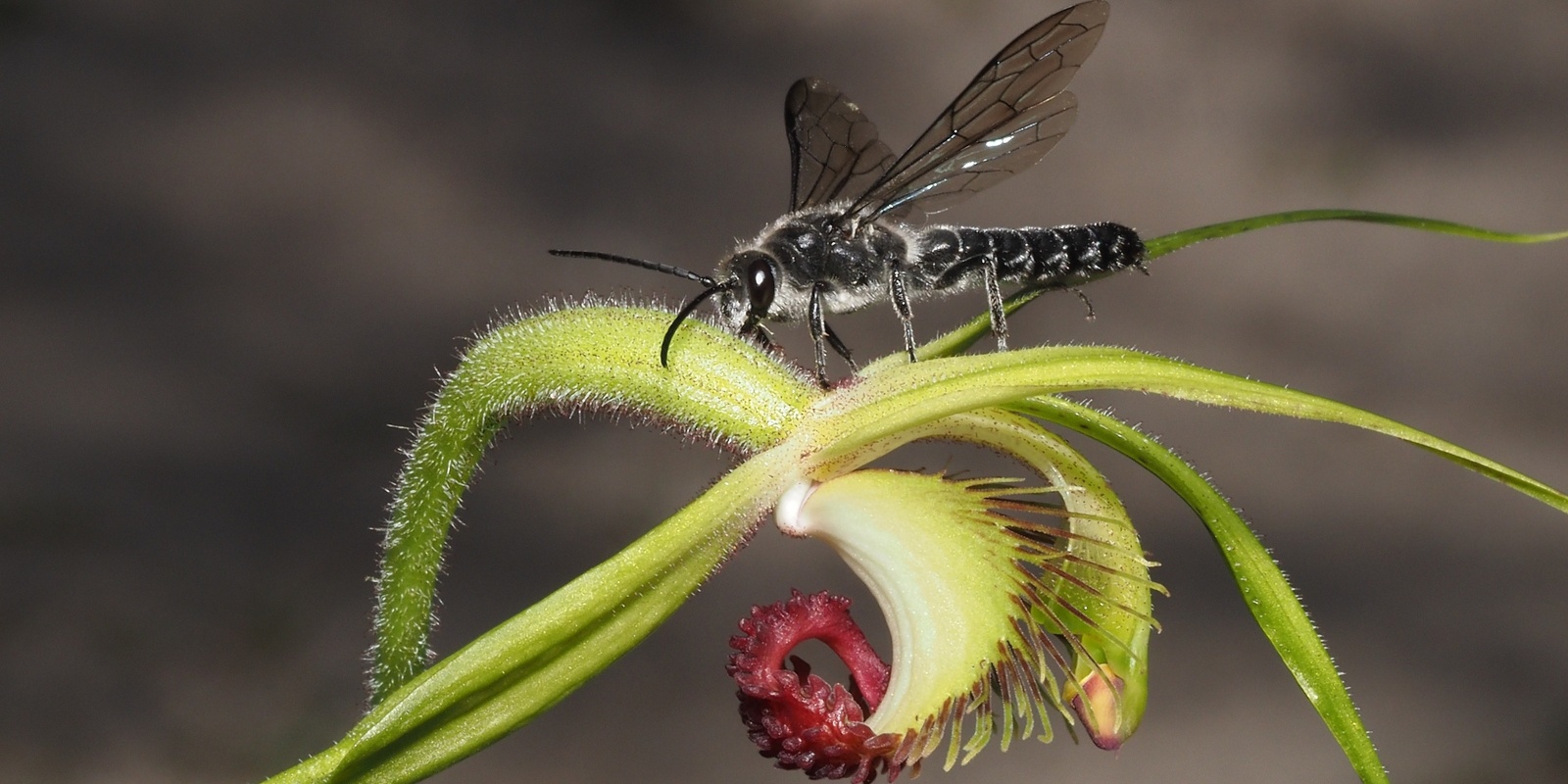 Banner image for Native Orchid Presentation with Brian Trainer - South West Capes conservation and pollination 