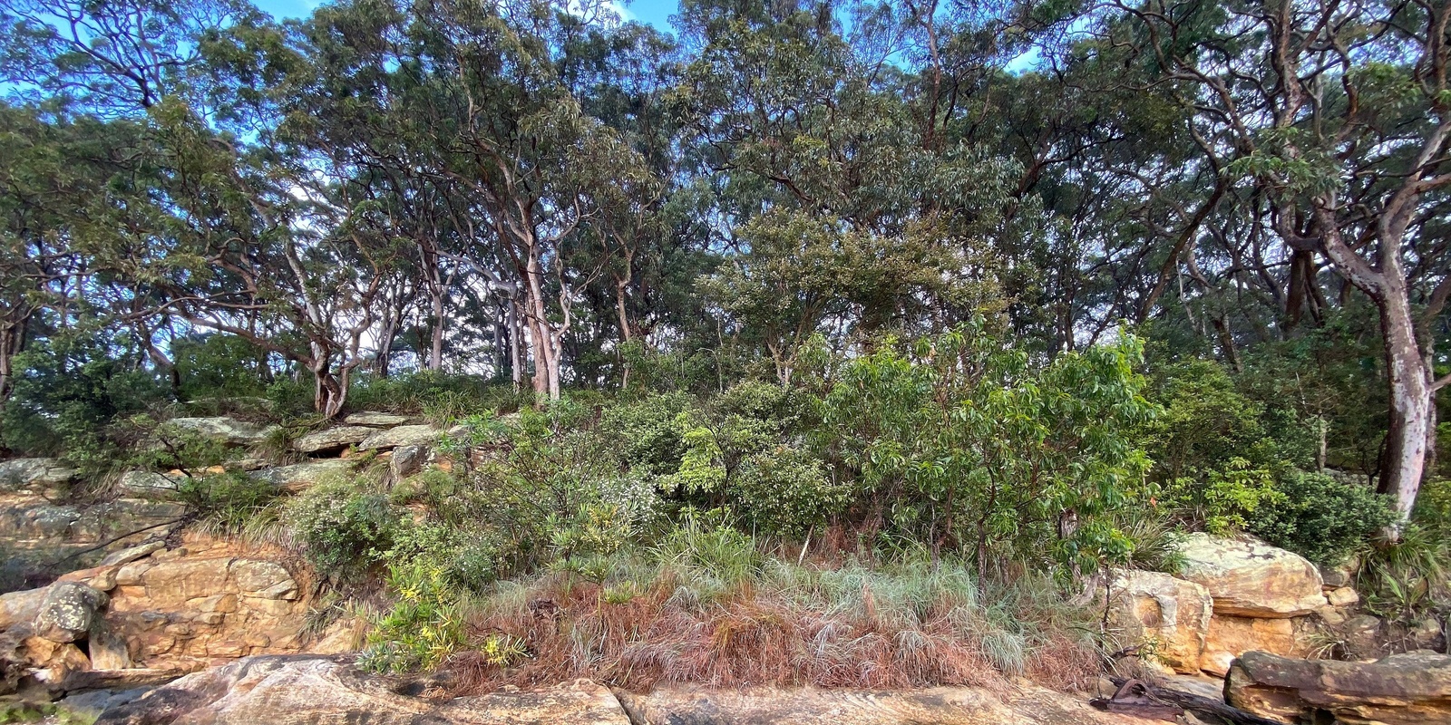 Banner image for Family Bushwalk 