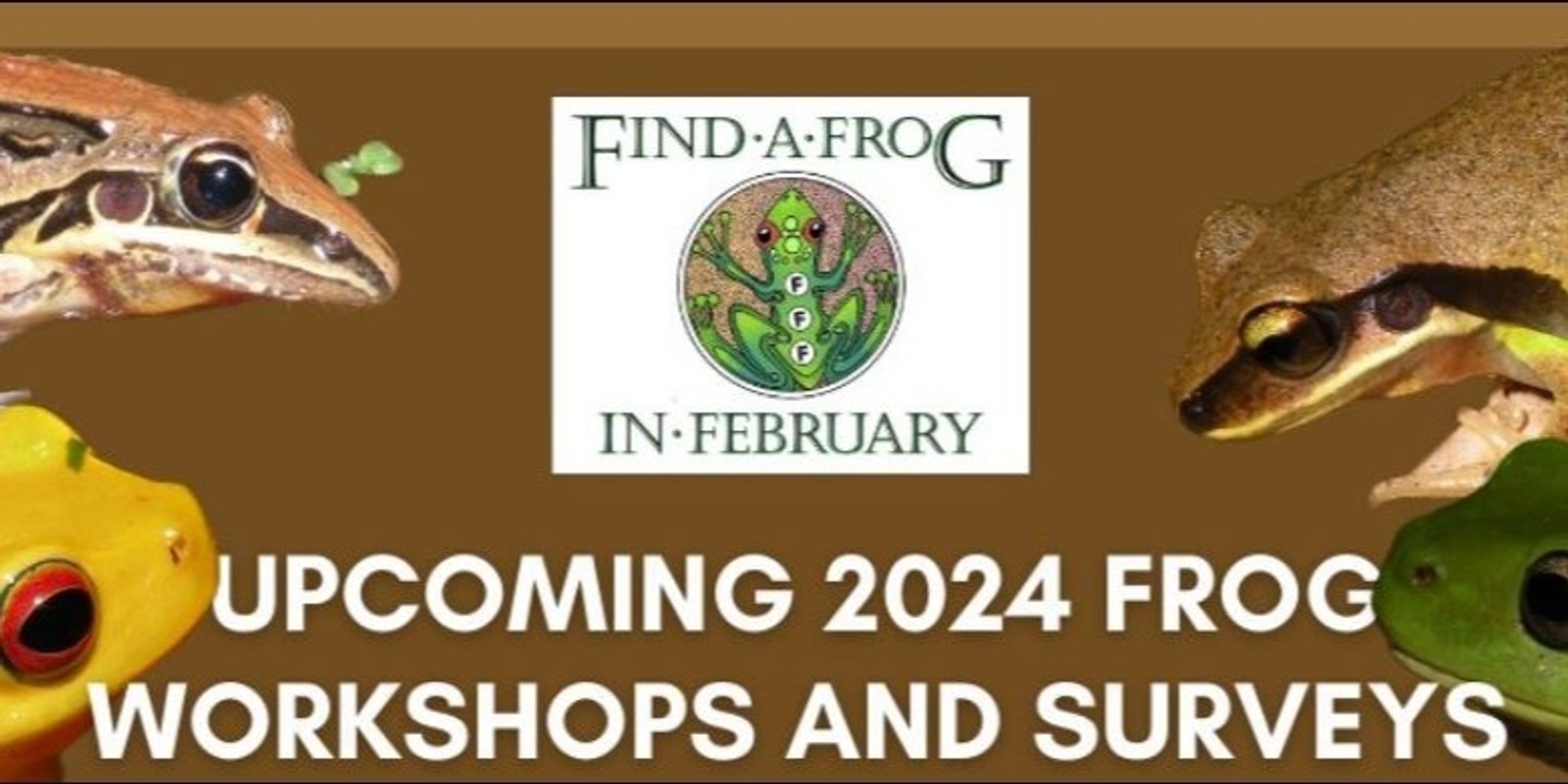 Banner image for Find a Frog in February in Cooloola