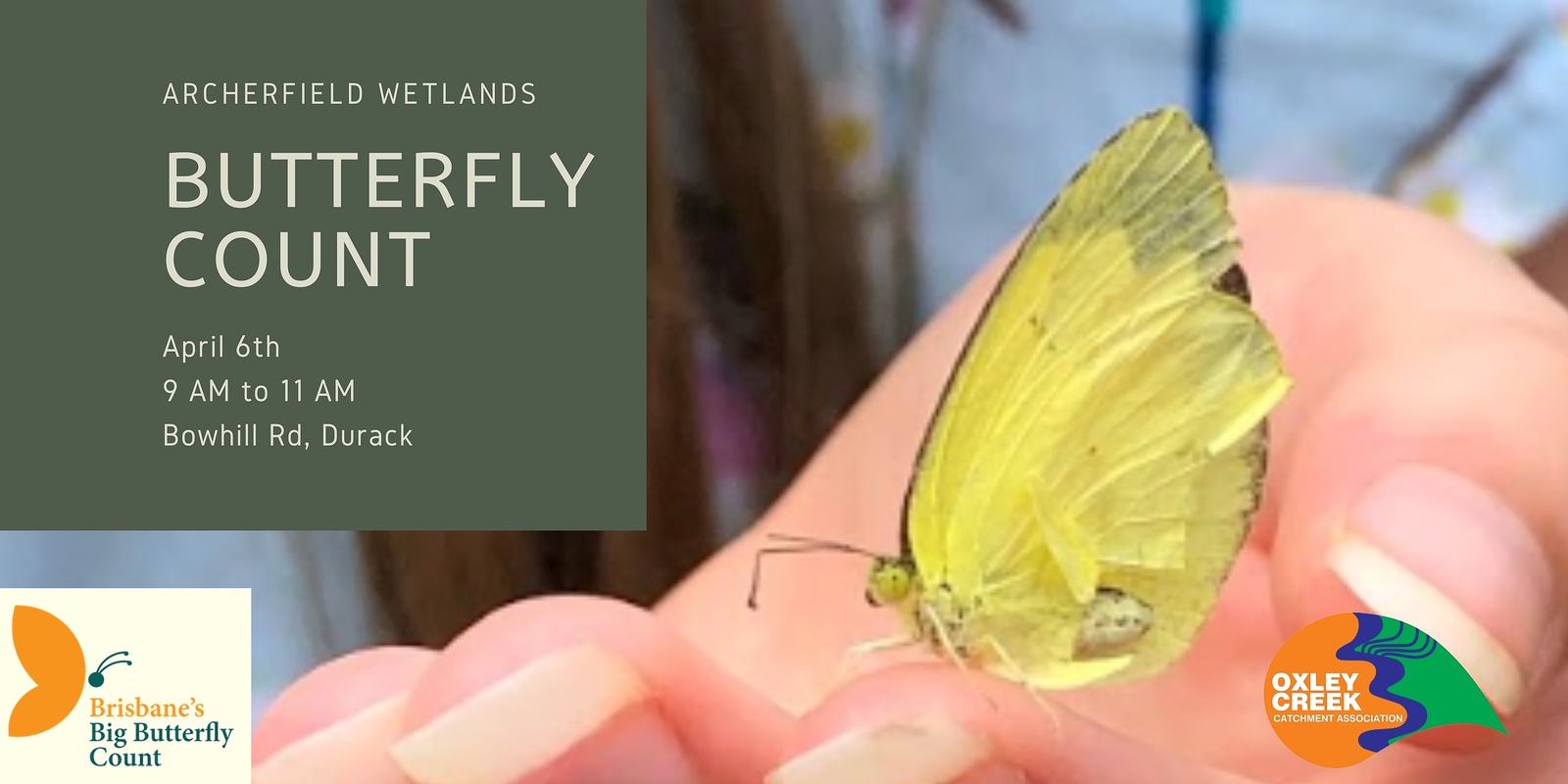 Banner image for Butterfly Count