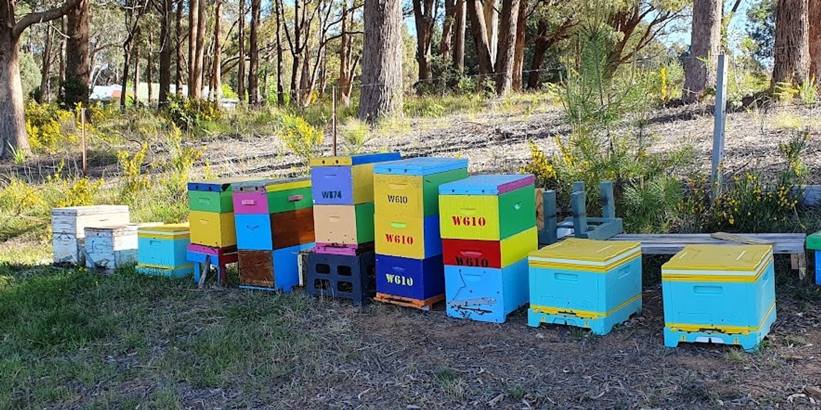 Banner image for Little Bee Keepers - a child centred introduction to the world of honeybees