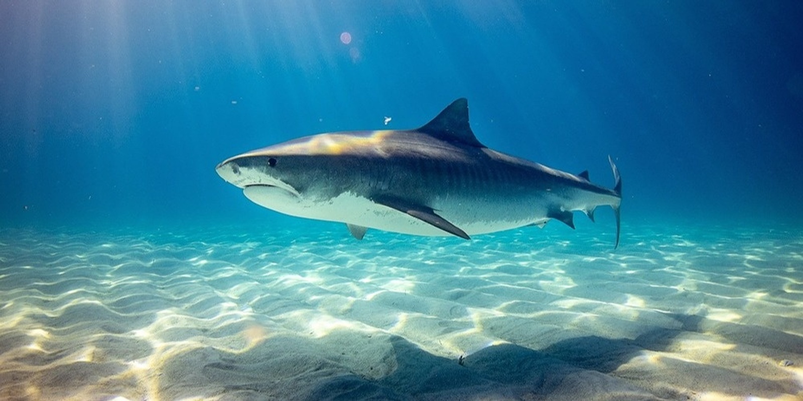 Banner image for Discover sharks Workshop
