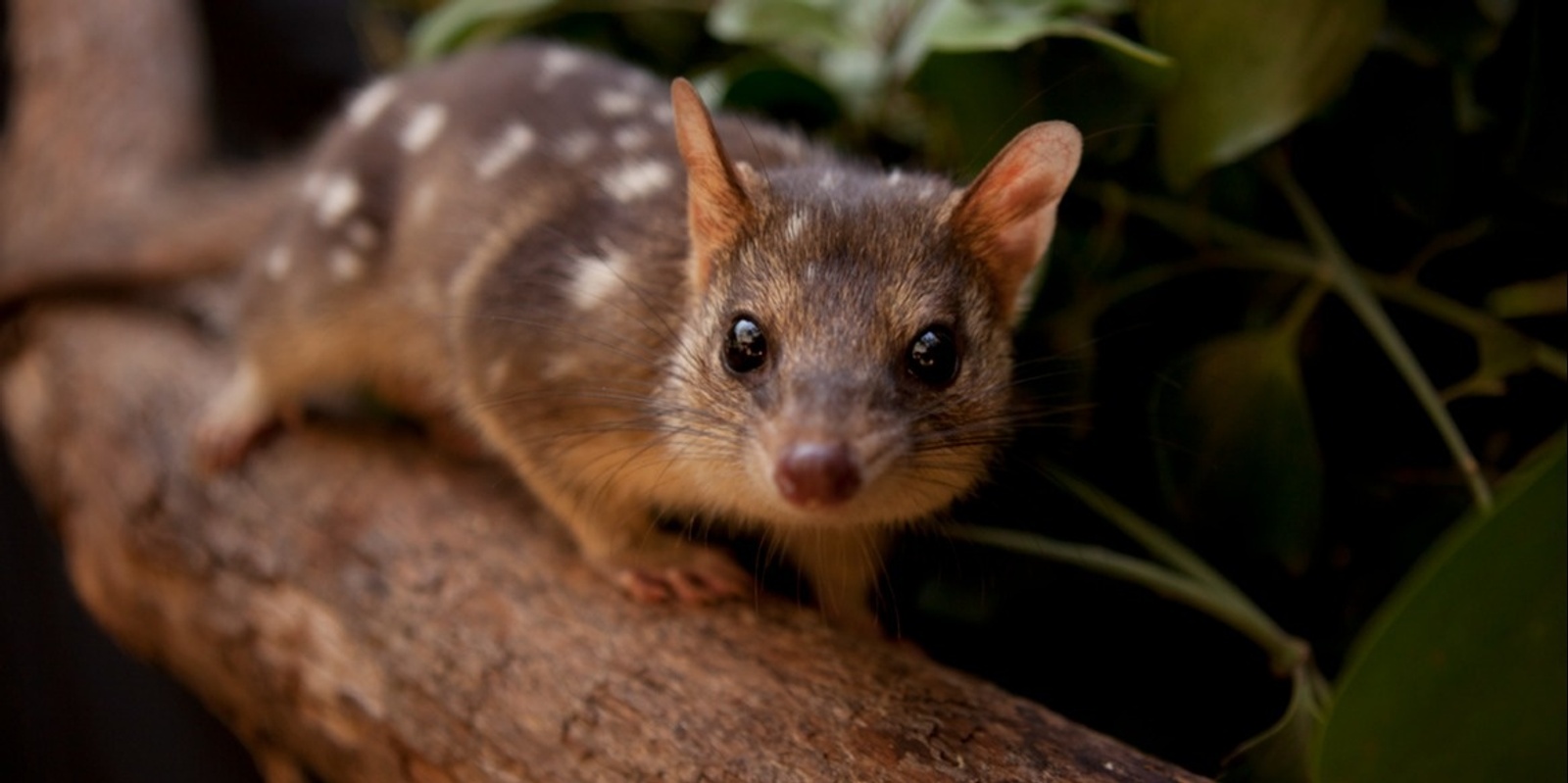 Banner image for Shoalhaven Landcare Annual General Meeting (AGM) 2024