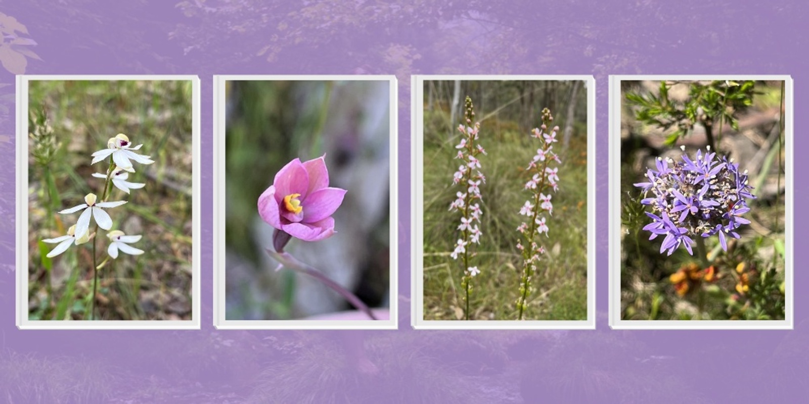 Banner image for Seniors Wildflower Walk