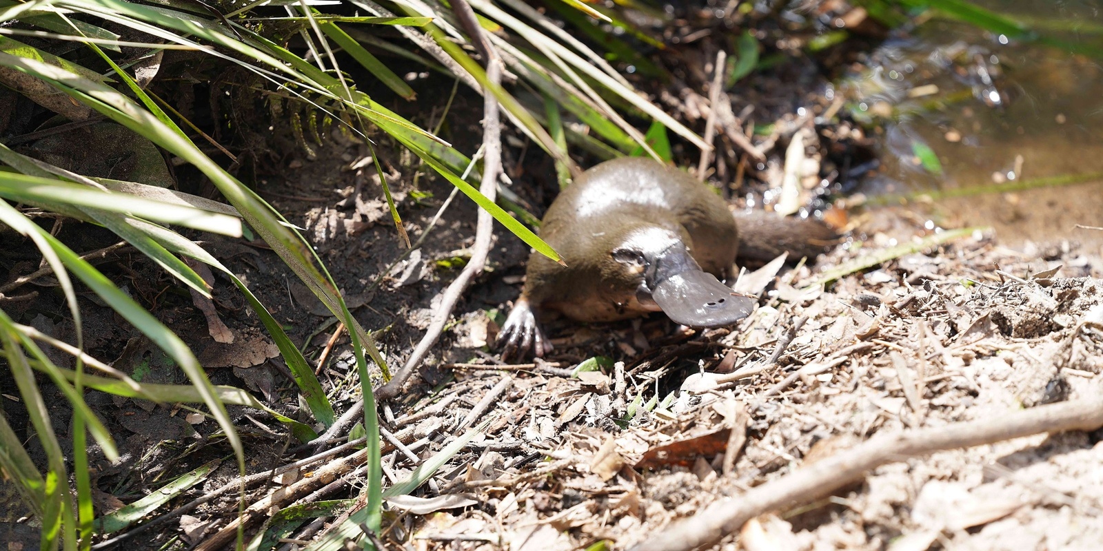 Banner image for Planting for Platypus