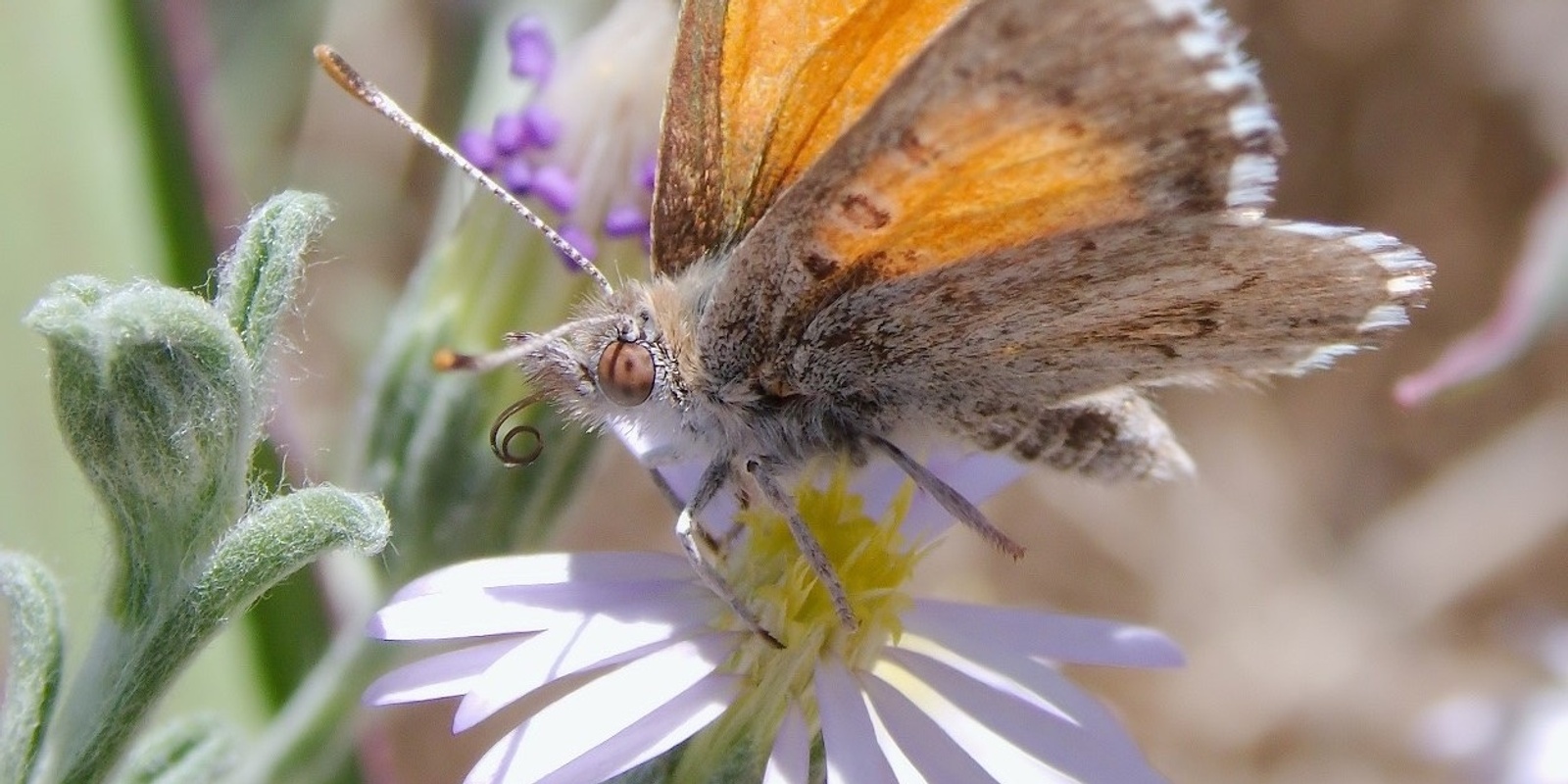 Banner image for Our diverse Adelaide Park Lands: grasslands and butterflies