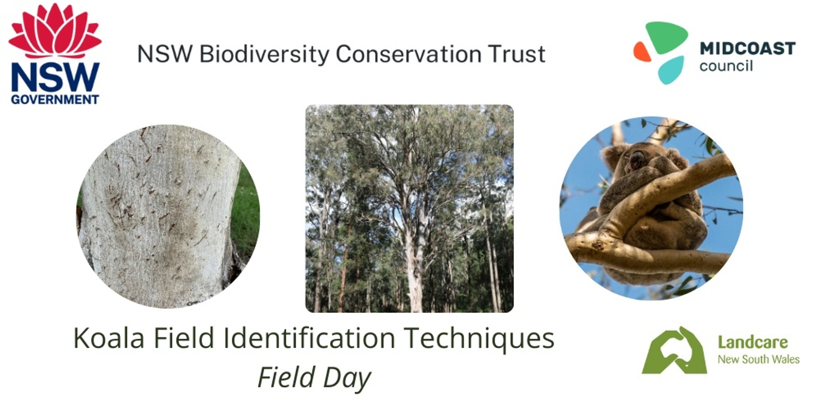 Banner image for Koala Field ID Techniques