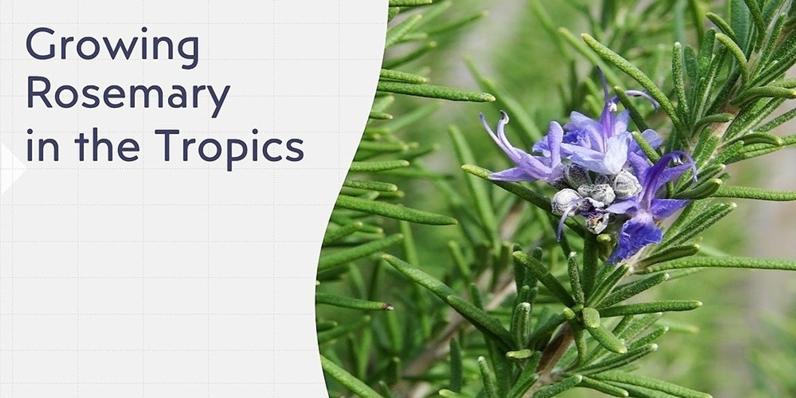 Banner image for Growing Rosemary in the Tropics