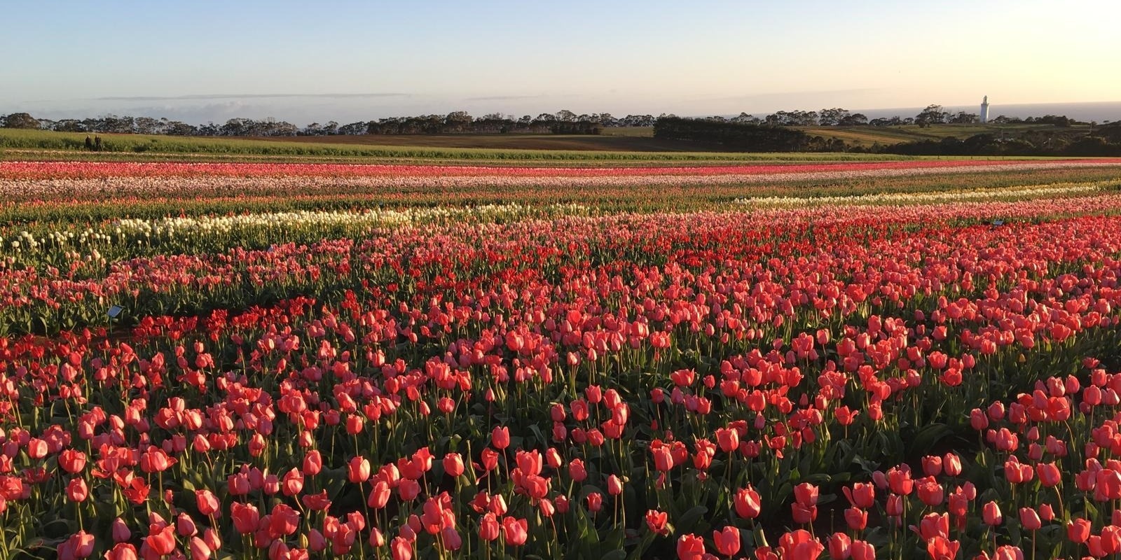 Banner image for Sunrise Photography Session in the Tulips