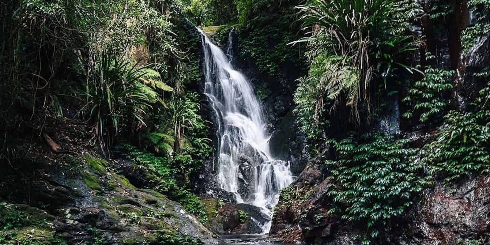 Banner image for Toolona Creek Circuit (O'Reilly's, Lamington NP)